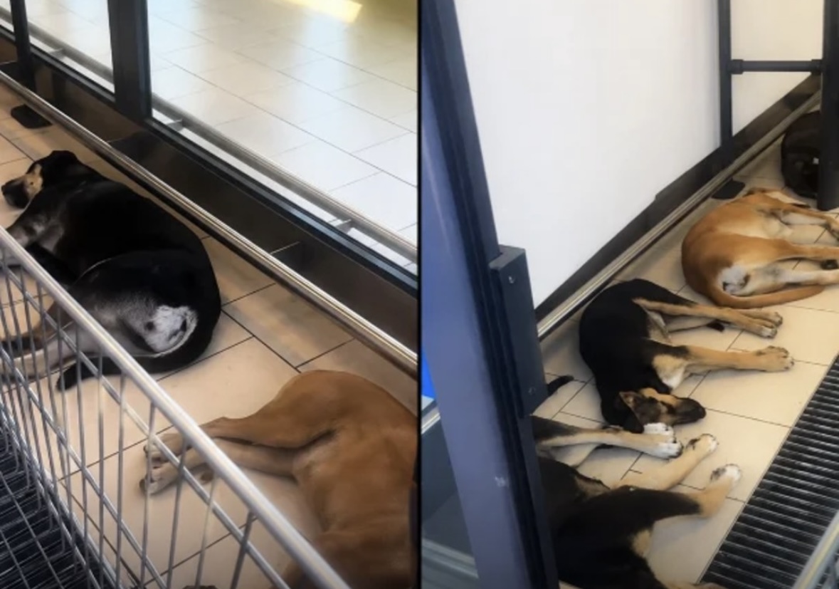 Në Siçili, qentë lejohen në supermarkete për t’u freskuar nga vala e të nxehtit