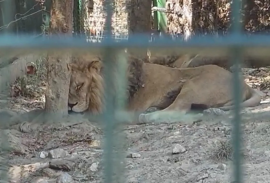 Alarmante në Kopshtin Zoologjik të Tiranës! Kafshët të lëna pa ujë dergjen në vapë