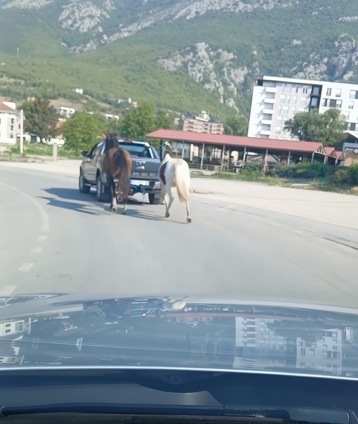 Shoferi lidh kuajt pas makinës dhe i tërheq