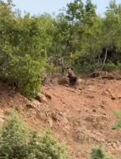 Pamje mahnitëse nga natyra e egër në Gjegjan