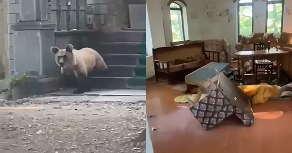 Ariu hyn dhe bën kërdinë në objektin e shenjtë në Devoll
