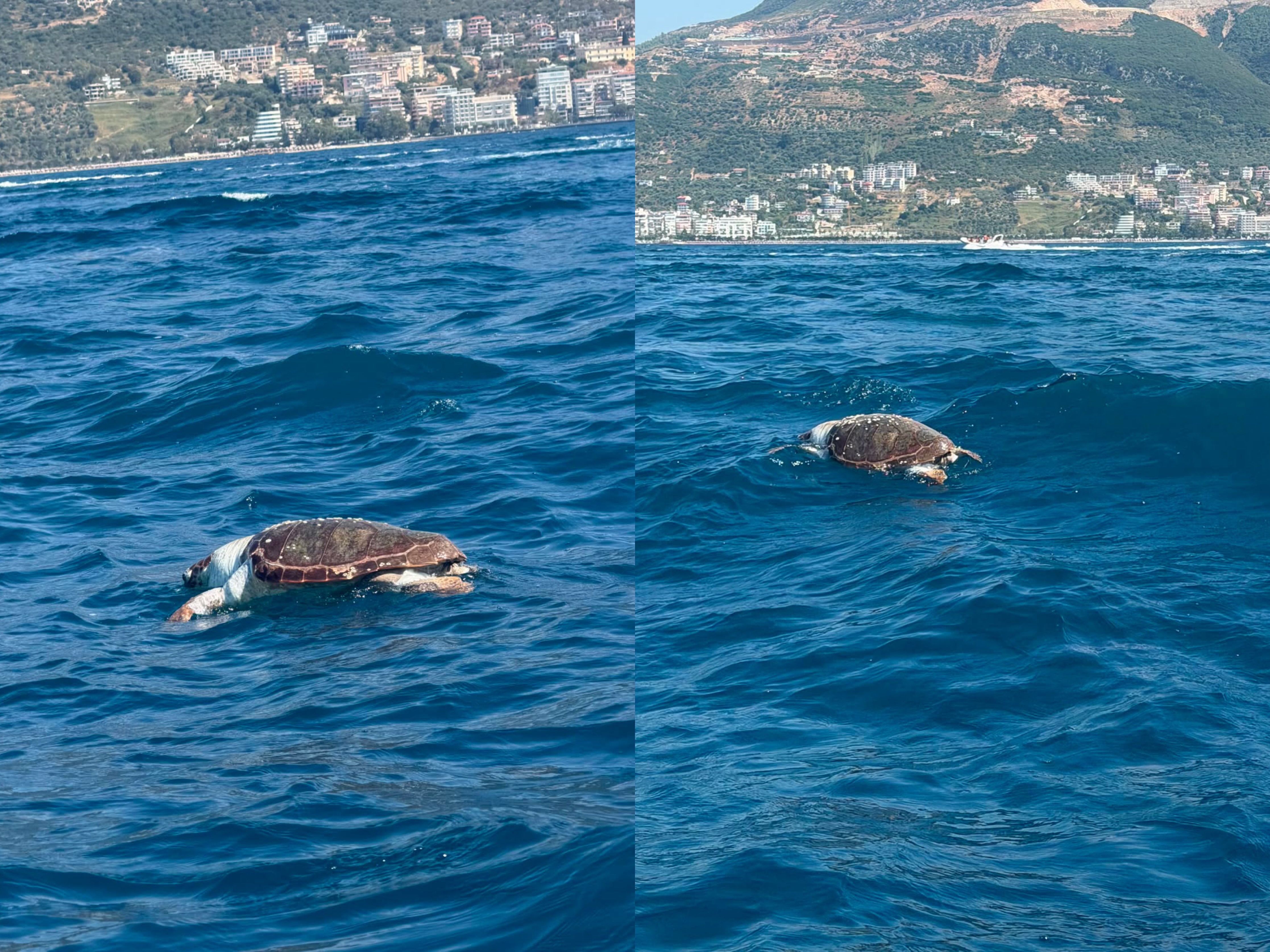 Plastika i merr jetën një breshke në ujërat e Karaburunit