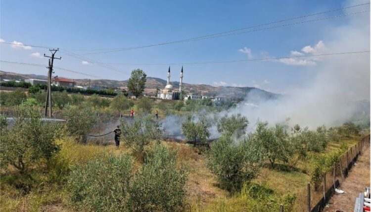 Zjarri përfshin ullinjtë në Cërrik, flakët pranë banesave alarmojnë banorët