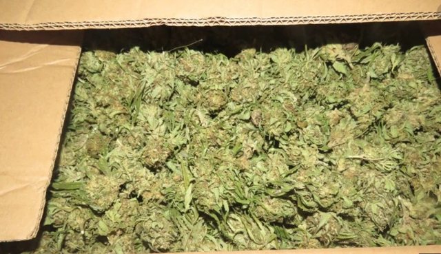 Arrestohet 29-vjeçari shqiptar në Itali, sekuestrohen mbi 414 kg hashash