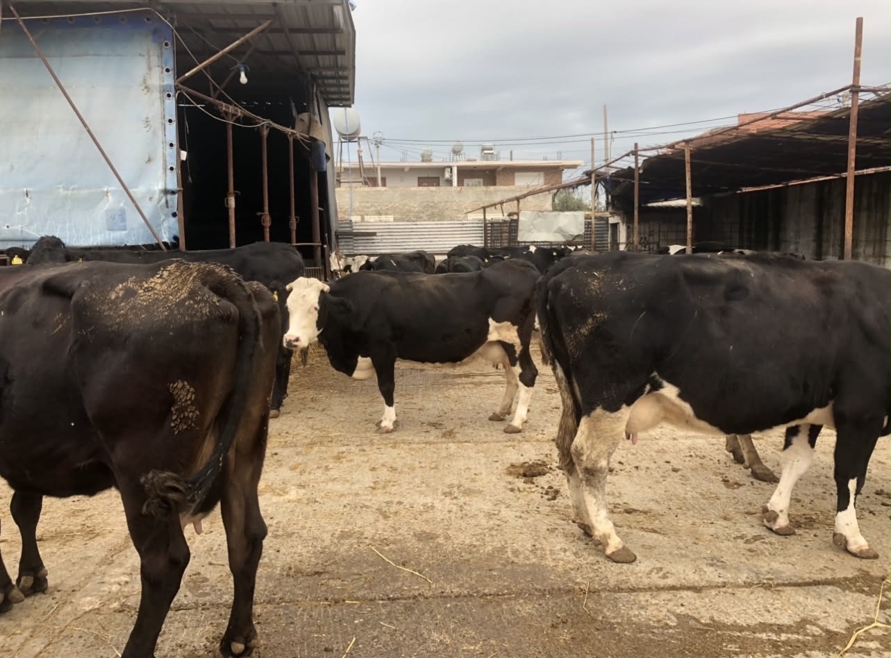 Stalla me 50 lopë pranë banesave në Spitallë  banorët  Na mbyti era e plehut çdo ditë