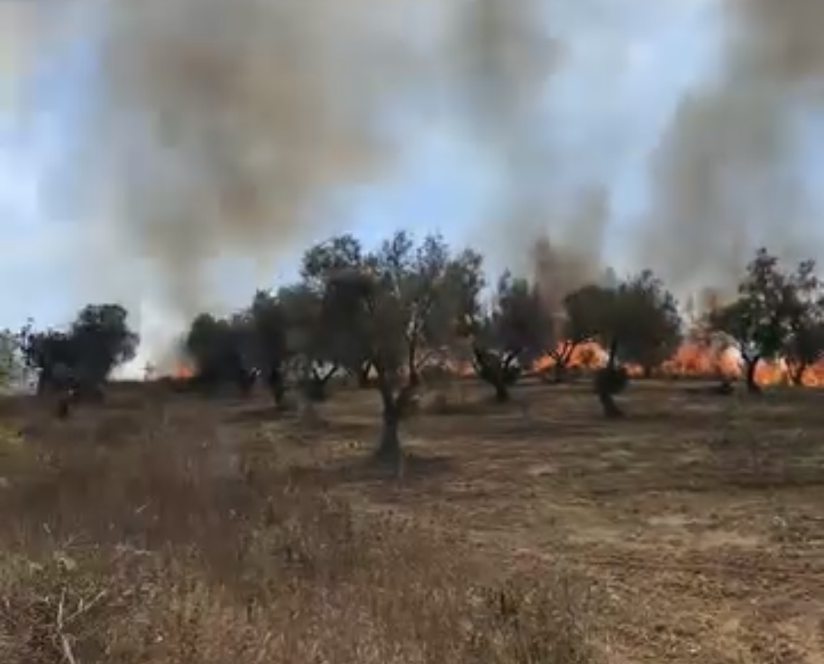 Zjarri i fuqishëm në Radostinë përfshin ullishtet, era përhap flakët