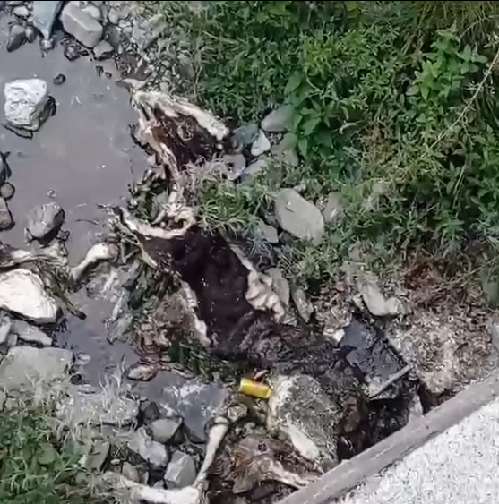 “Dy viça të ngordhur në burimin e ujit”/ Denoncimi për ndotjen në Xibër-Murrizë