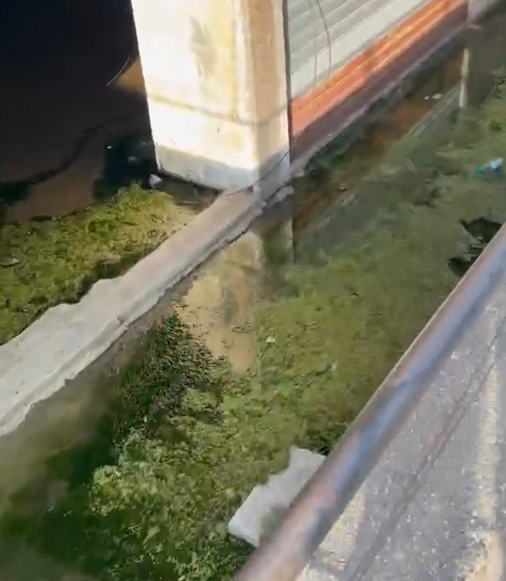  Prej 5 vitesh na mbushet bodrumi me ujë   Pallati në qendër të Lezhës kthehet në vatër mushkonjash