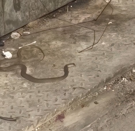 Gjarpri del nga kazani i plehrave në Fier, banorët përballen me një surprizë të frikshme