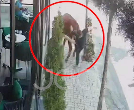 Epike në Bulqizë: Tentoi të godiste lopën me shkelm, por përfundoi vetë përtokë
