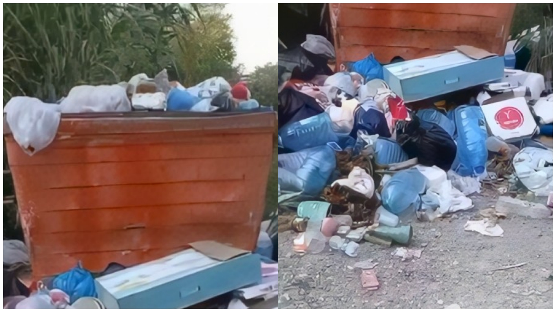 Plehrat mbledhin qindra qen në mes të Elbasanit, a shkon në punë Gledian Llatja?