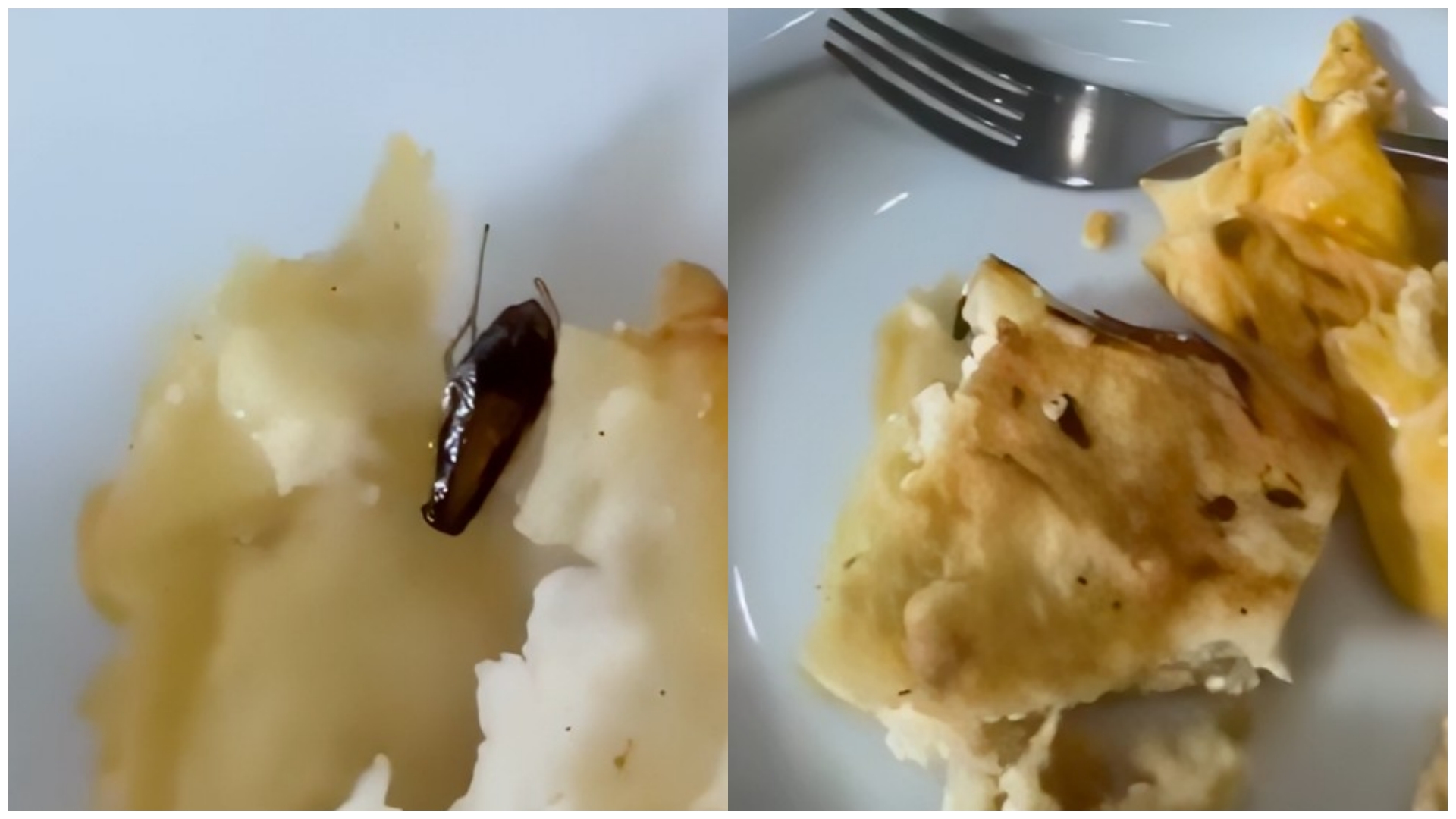 “Kam ardhur në ekskursion por në omletë gjeta miza”