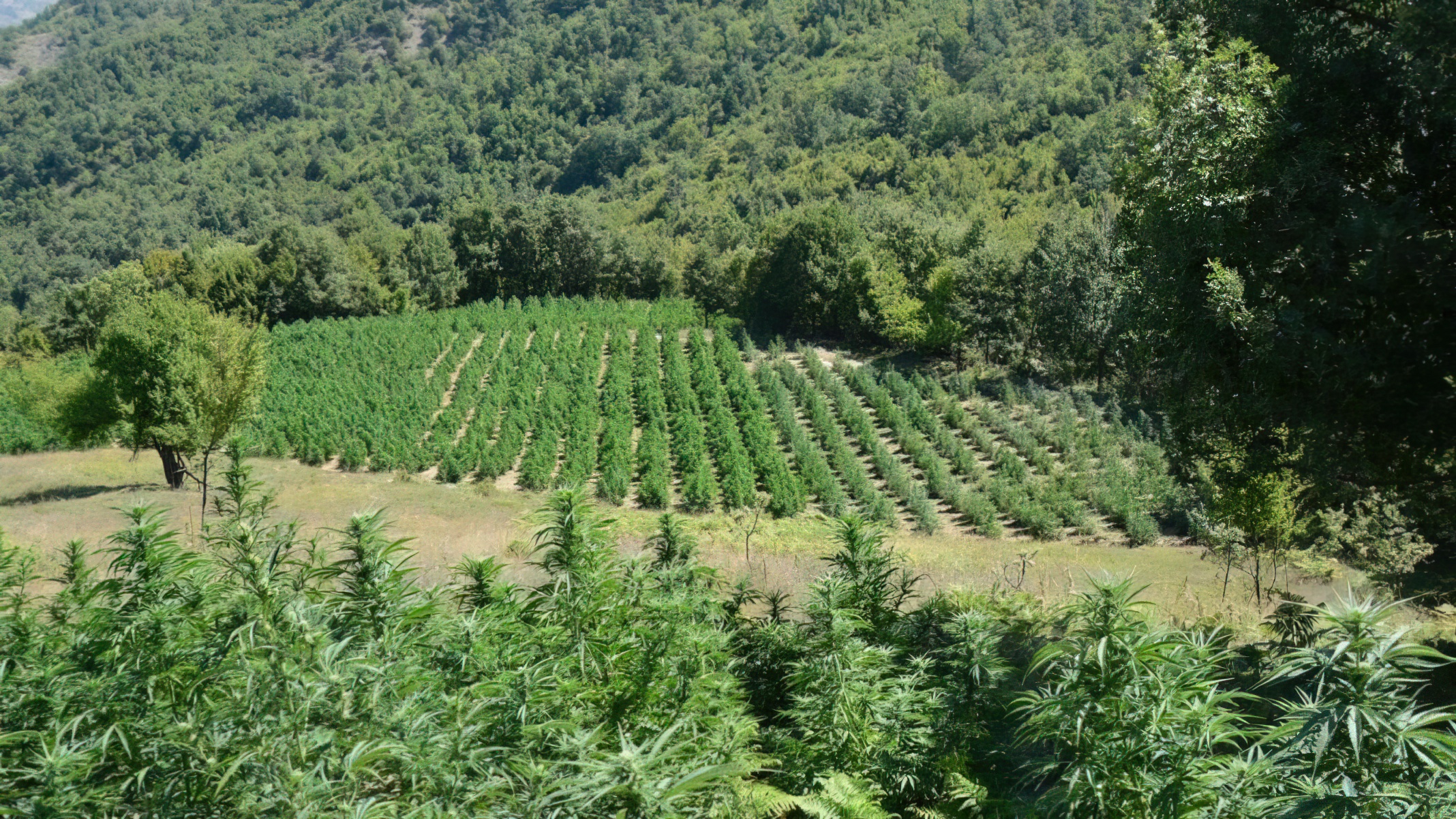 Të shtëna me armë në Qafështamë  qëllohet gjatë aksionit antidrogë