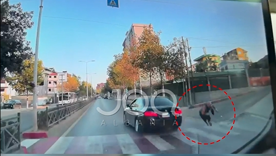 Aksident në Kamëz  kamikazi përplas këmbësorin te vijat e bardha