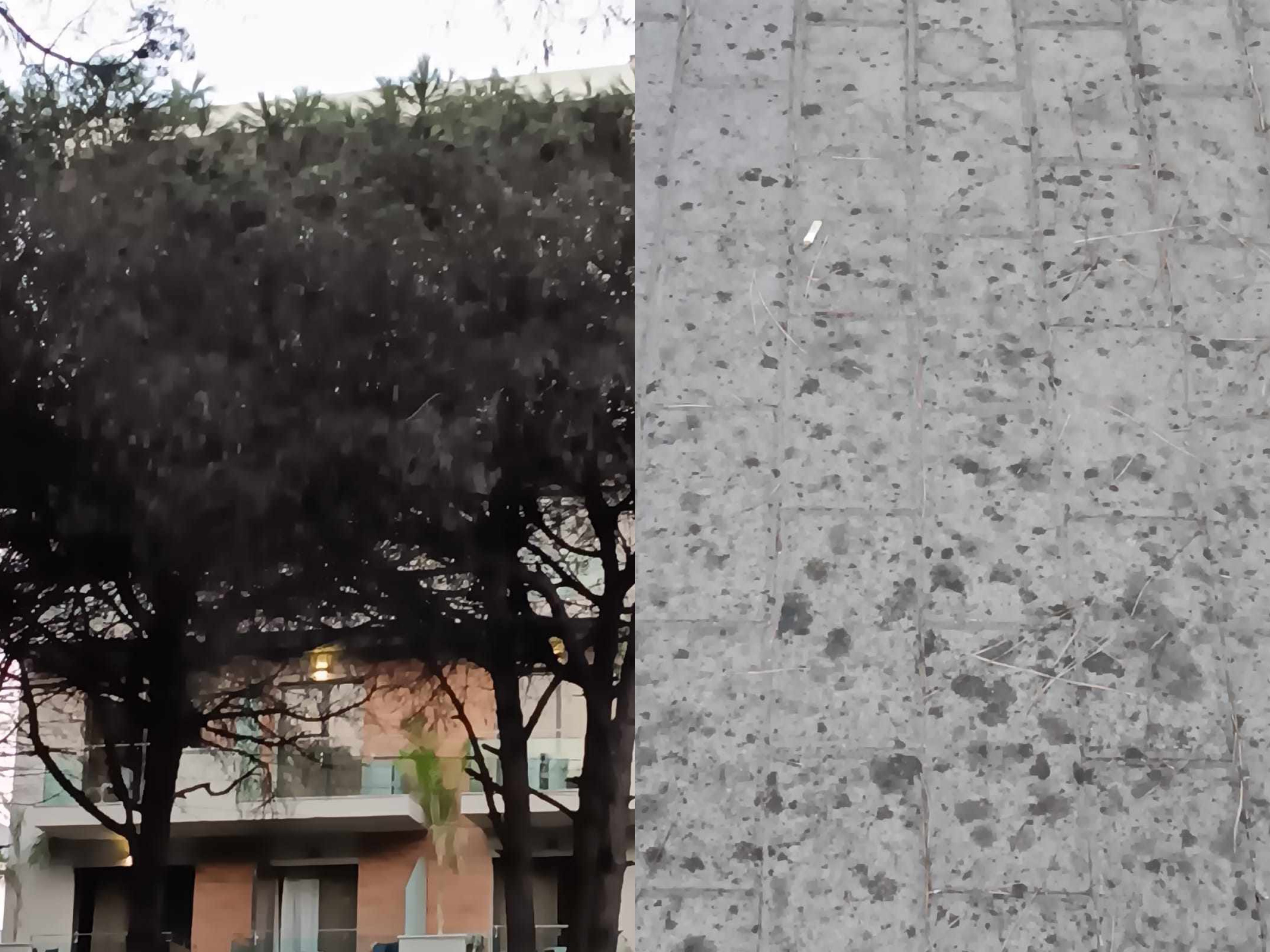 Kurora e gjelbër e Golemit po zhduket, ‘bulevardi i pishave’ do të mbetet vetëm një kujtim