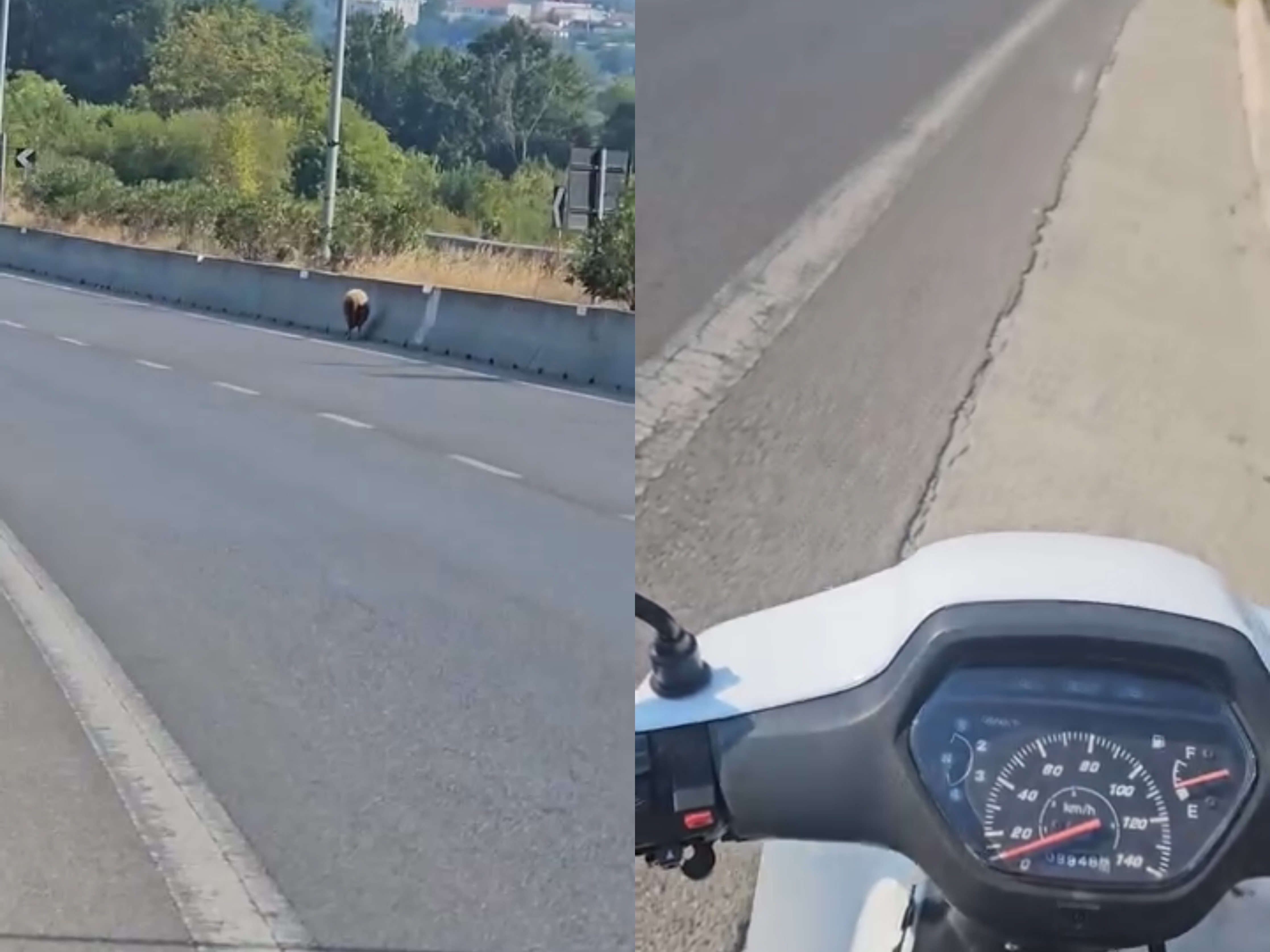 “Udhëtoni me kujdes! Delja në korsinë e shpejtësisë për pak më mori jetën”