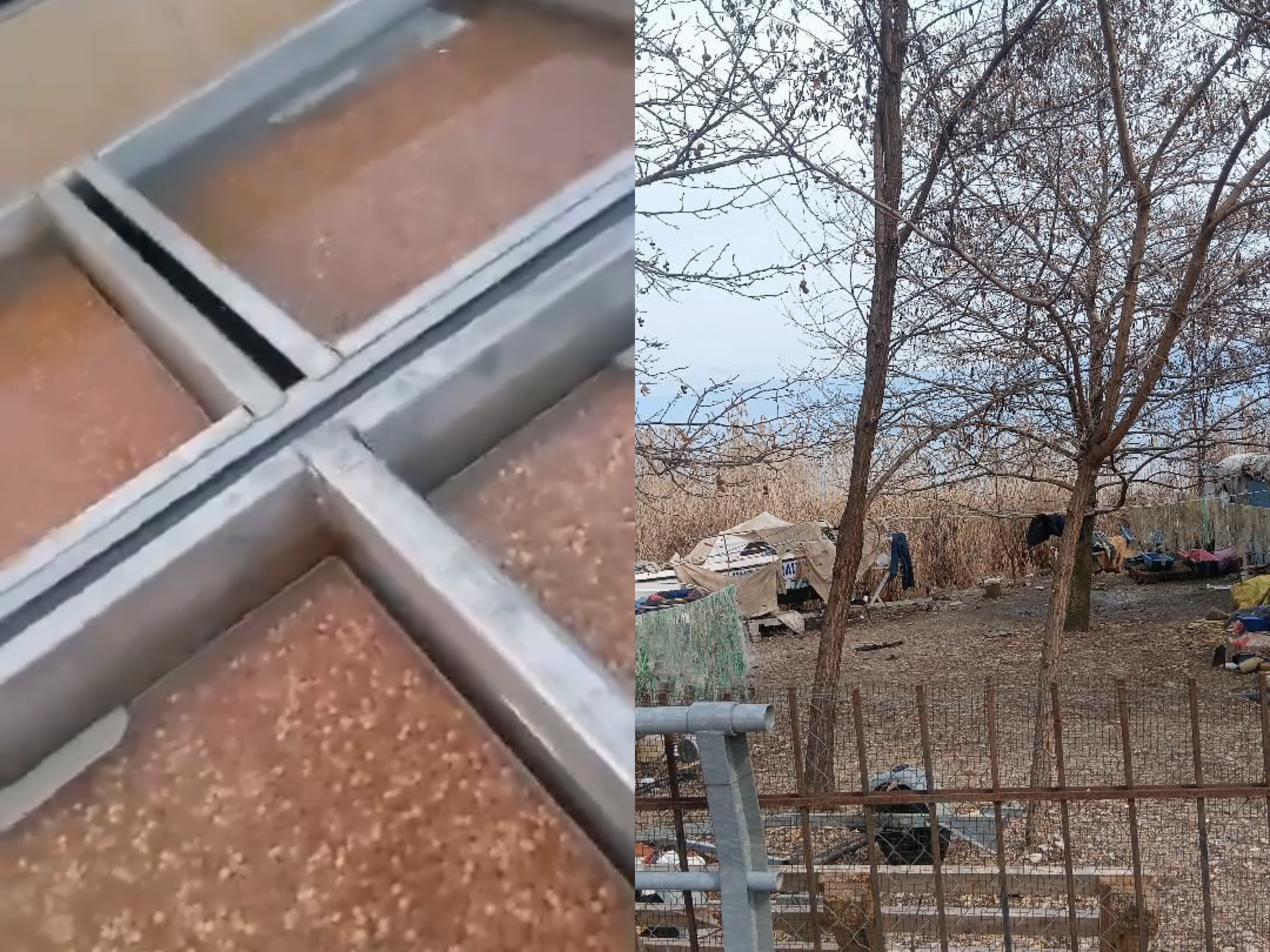 “Vezët e koranit janë prishur në inkubator, kryetari shoqatës na detyron t’i mbledhim para kohe”