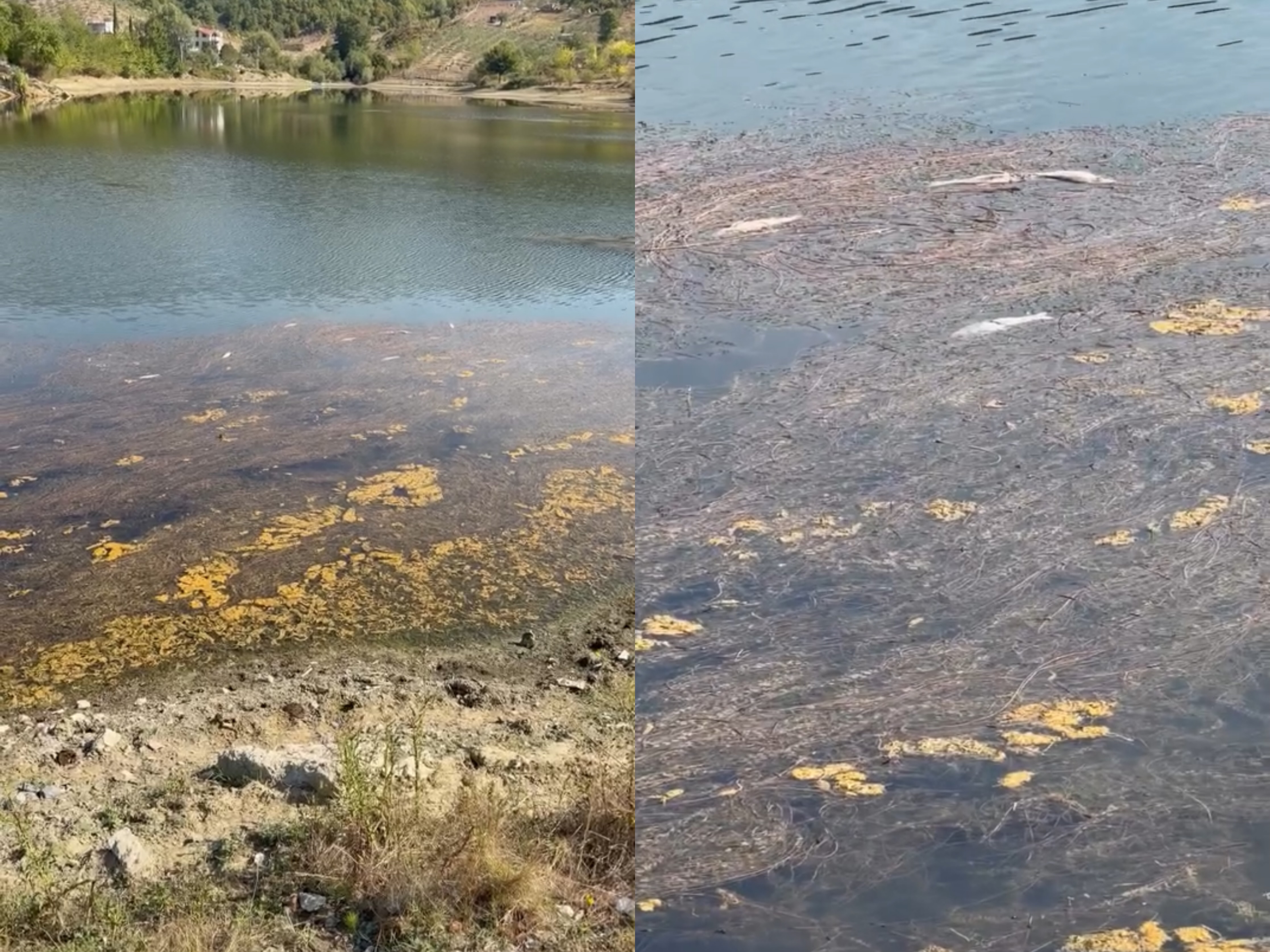 Masakër mjedisore në liqenin e Kombinatit  dhjetëra peshq të ngordhur dalin në sipërfaqe