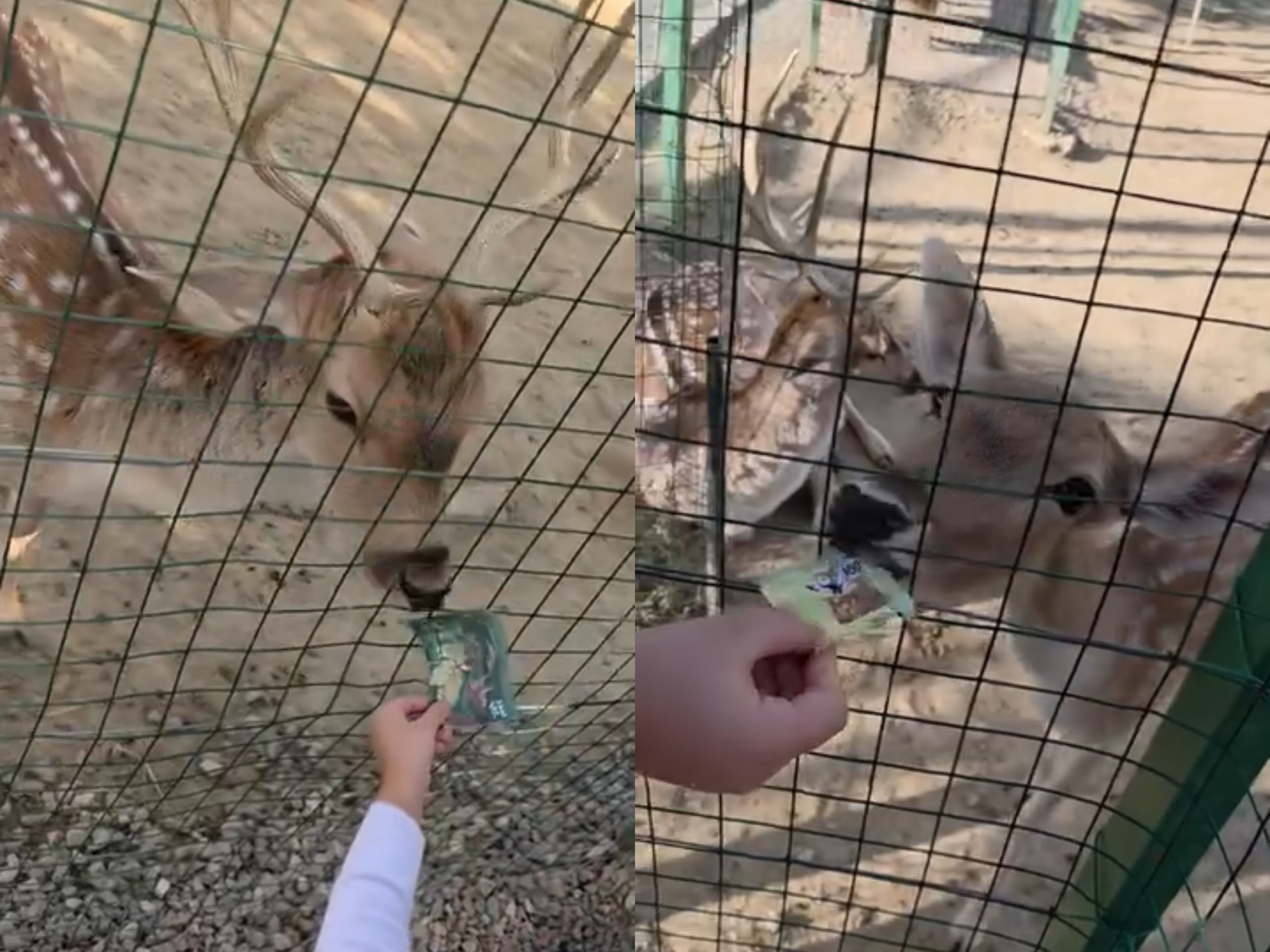 Kafshët te Kopshti Zoologjik po vdesin për ushqim, drerët hanë letrat e vizitorëve
