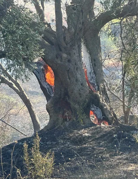 Digjen rreth 300 rrënjë ullinj në ullishten e vëllezërve Domi