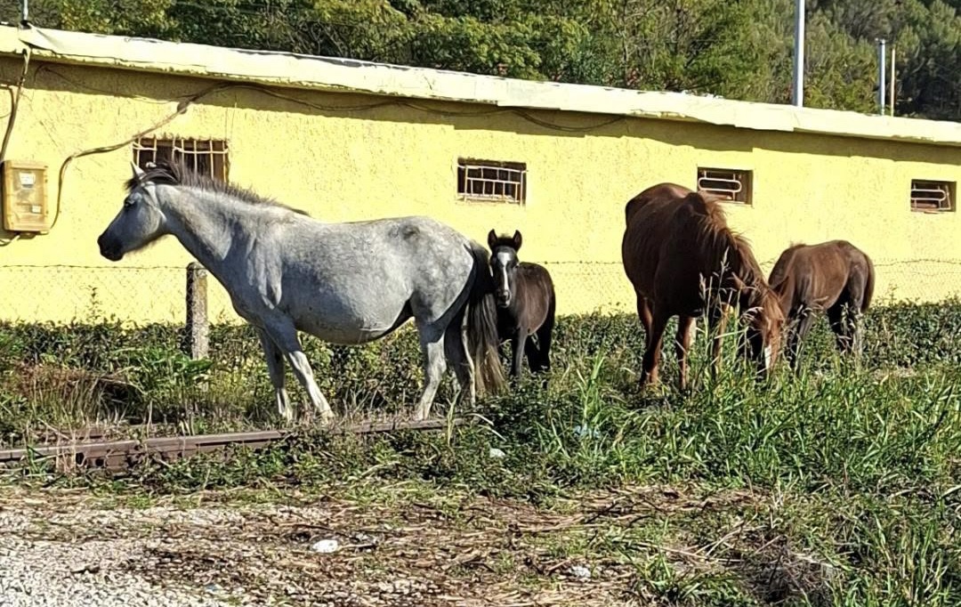 Pesë kuaj të braktisur në Zejmen të Lezhës shqetësim për tokat bujqësore