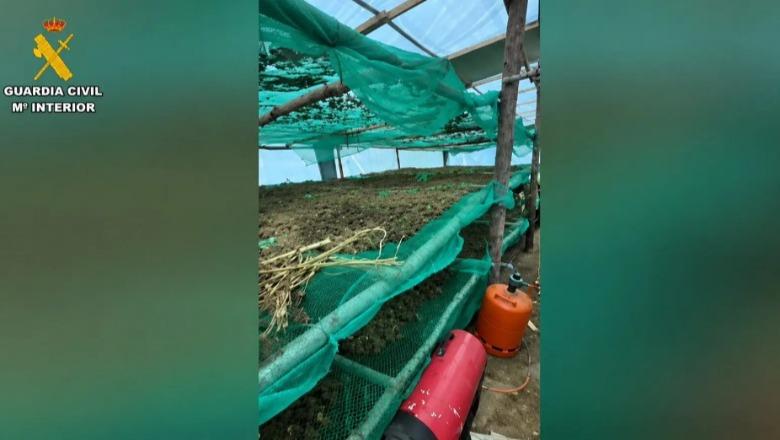 220 kg marijuanë dhe një plantacion i fshehur në pyll, 4 shqiptarë përfundojnë në burg