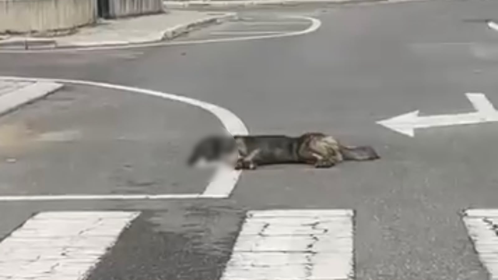 “Po i helmojnë të gjithë”, dyshime për helmim masiv të qenve endacakë në Thumanë