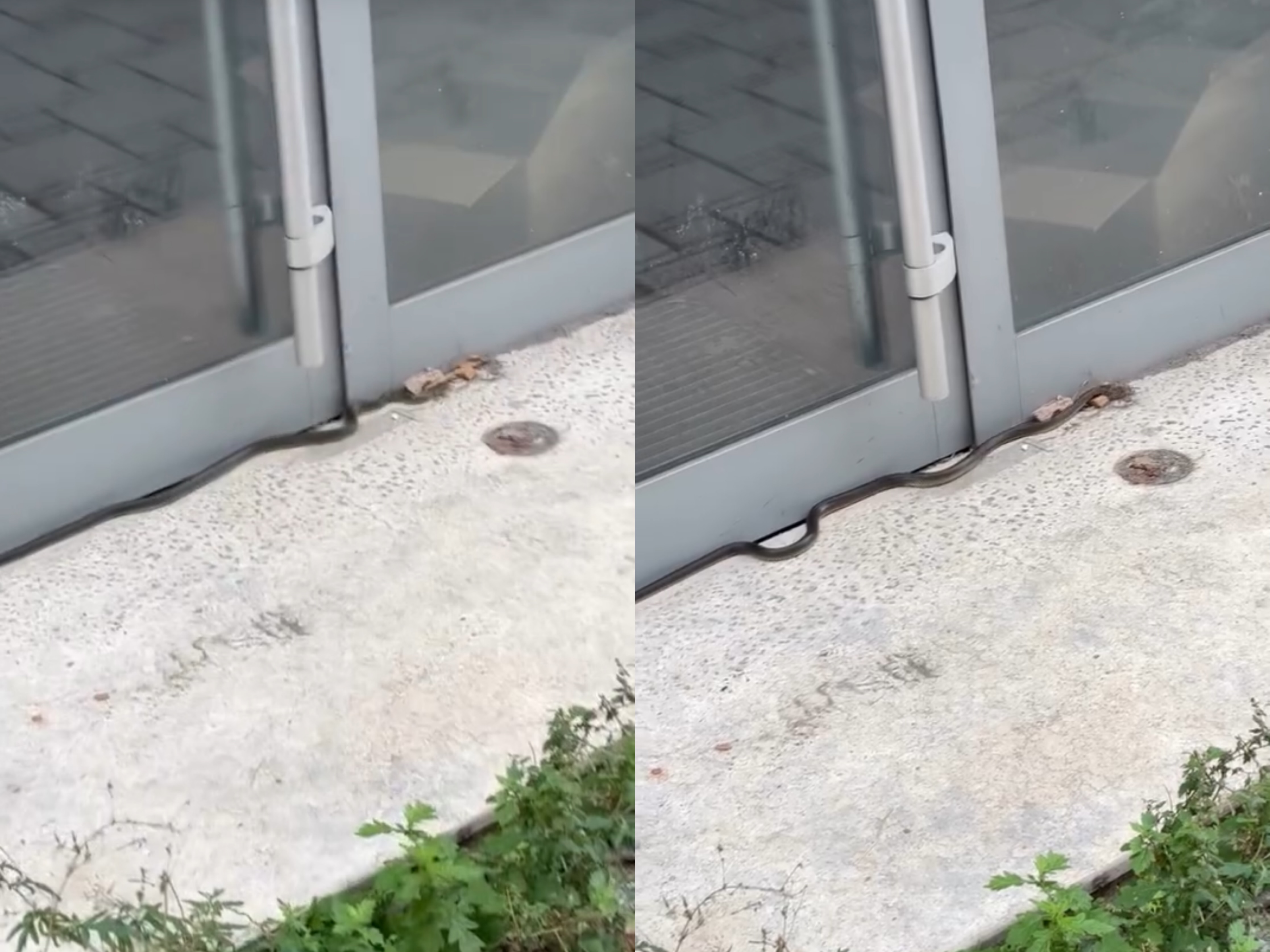 Temperaturat ulen, por gjarpërinjtë vijojnë të shfaqen në Korçë
